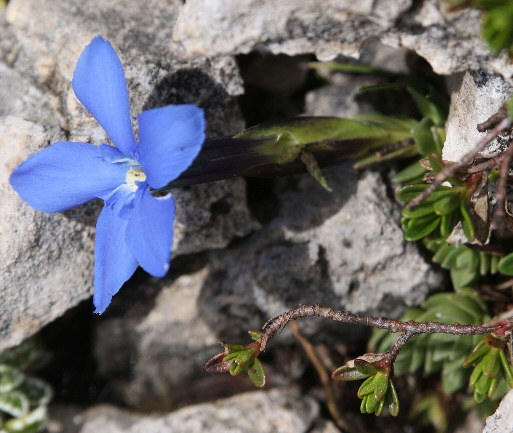 Image of Gentiana terglouensis Hacq.