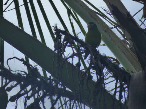 Image of Orange-chinned Parakeet