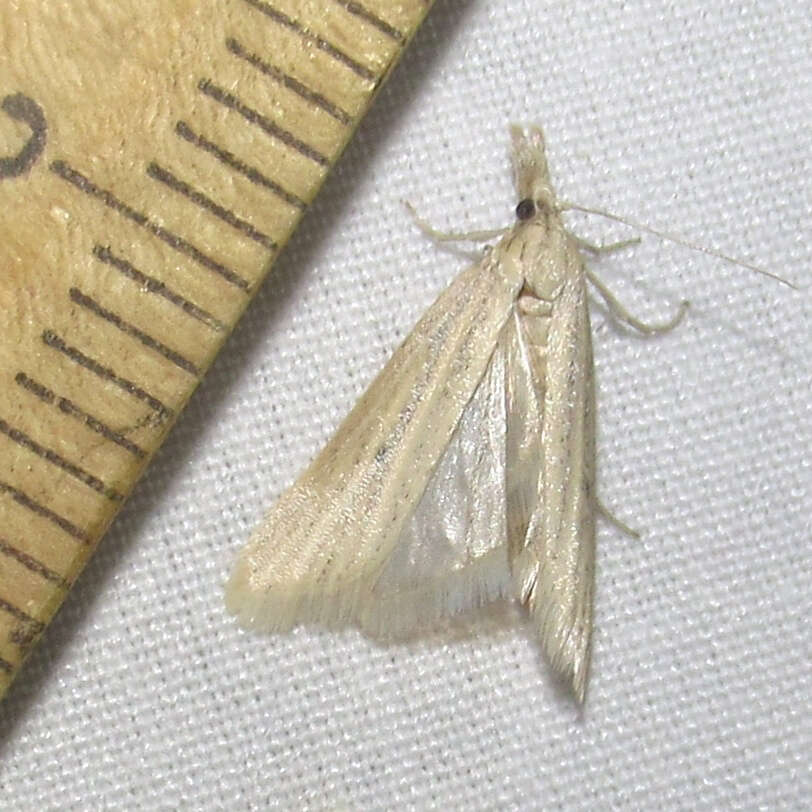 Image of Coenochroa californiella Ragonot 1887