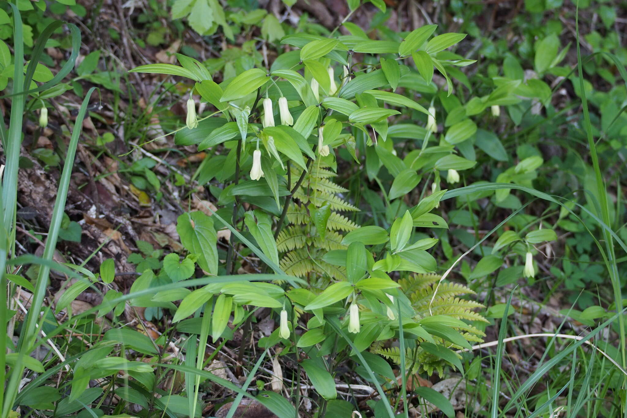 Image of Disporum sessile D. Don ex Schult. & Schult. fil.