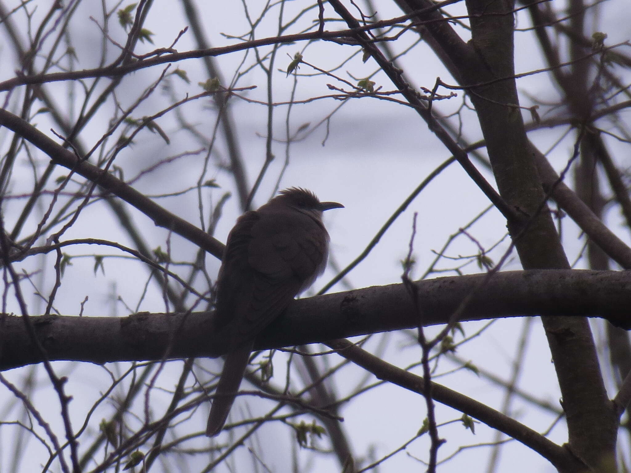 Image of Black-billed Cuckoo