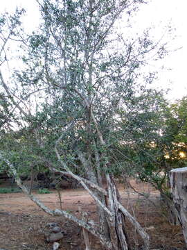 Image of Sideroxylon obtusifolium subsp. obtusifolium