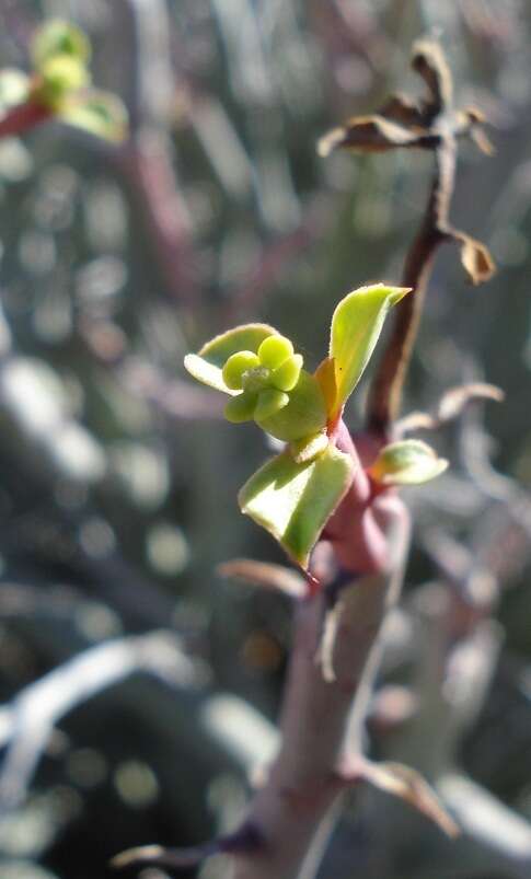 Imagem de Euphorbia gariepina subsp. gariepina