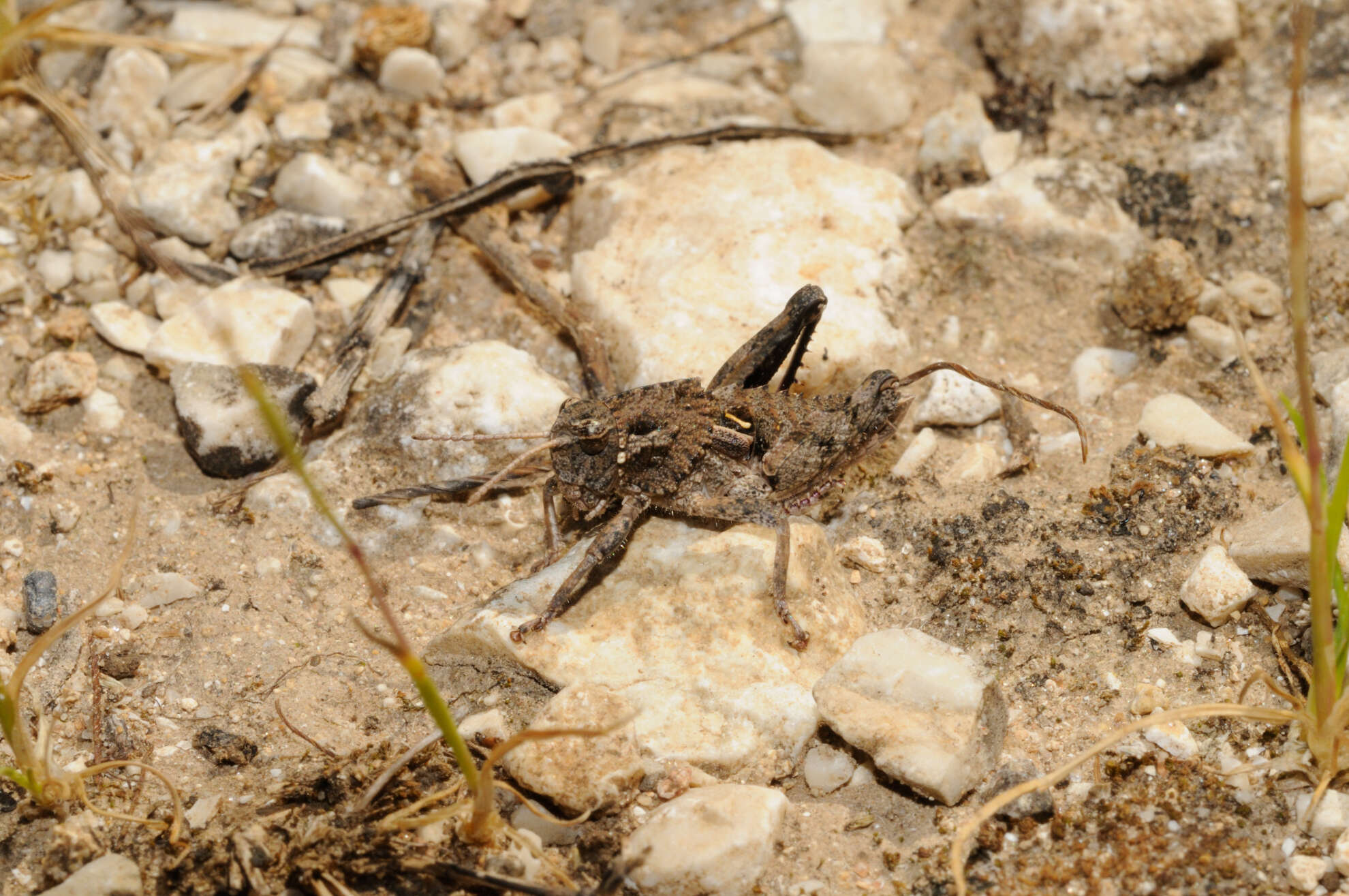 Image de Ocneridia nigropunctata (Lucas & P. H. 1849)