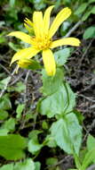 Слика од Arnica latifolia Bongard