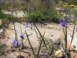 Imagem de Geissorhiza subrigida L. Bolus