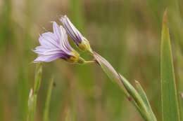 Image of Sisyrinchium platense I. M. Johnst.