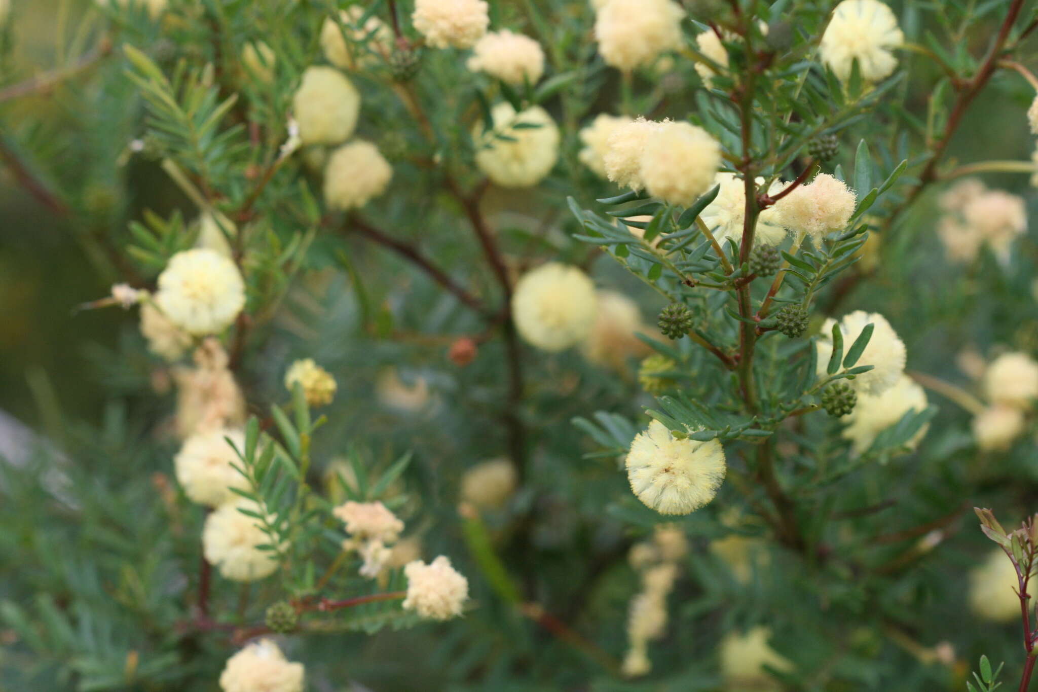 Image of Acacia browniana H. L. Wendl.