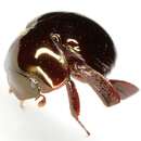 Image of Round Fungus Beetle