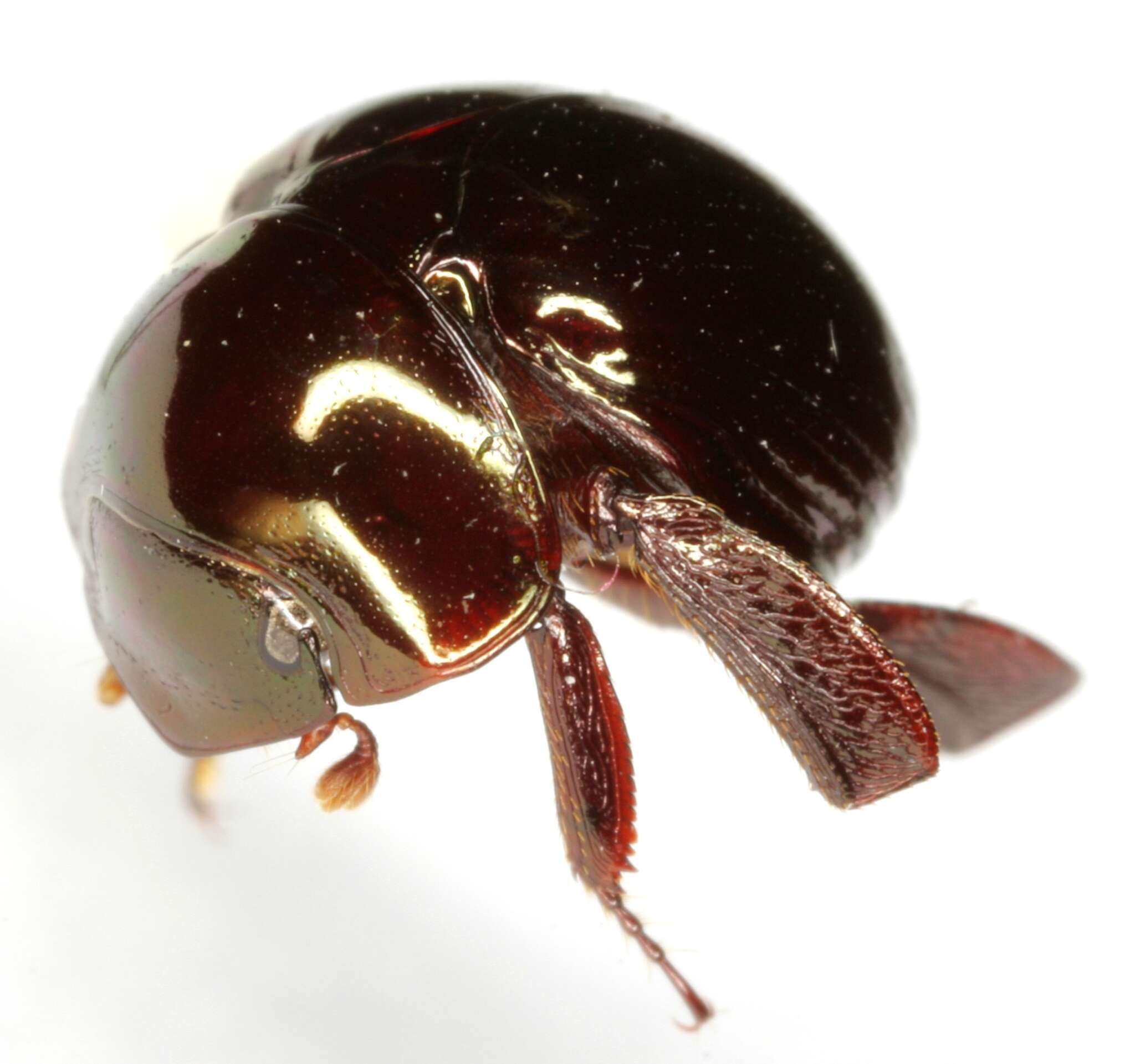 Image of Round Fungus Beetle