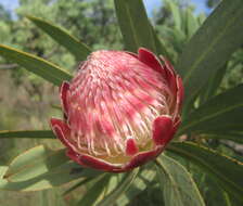 Image of Protea caffra subsp. caffra