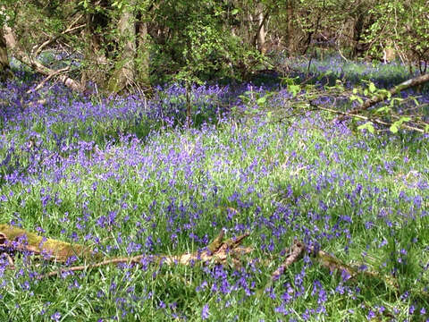 Image of Common Bluebell