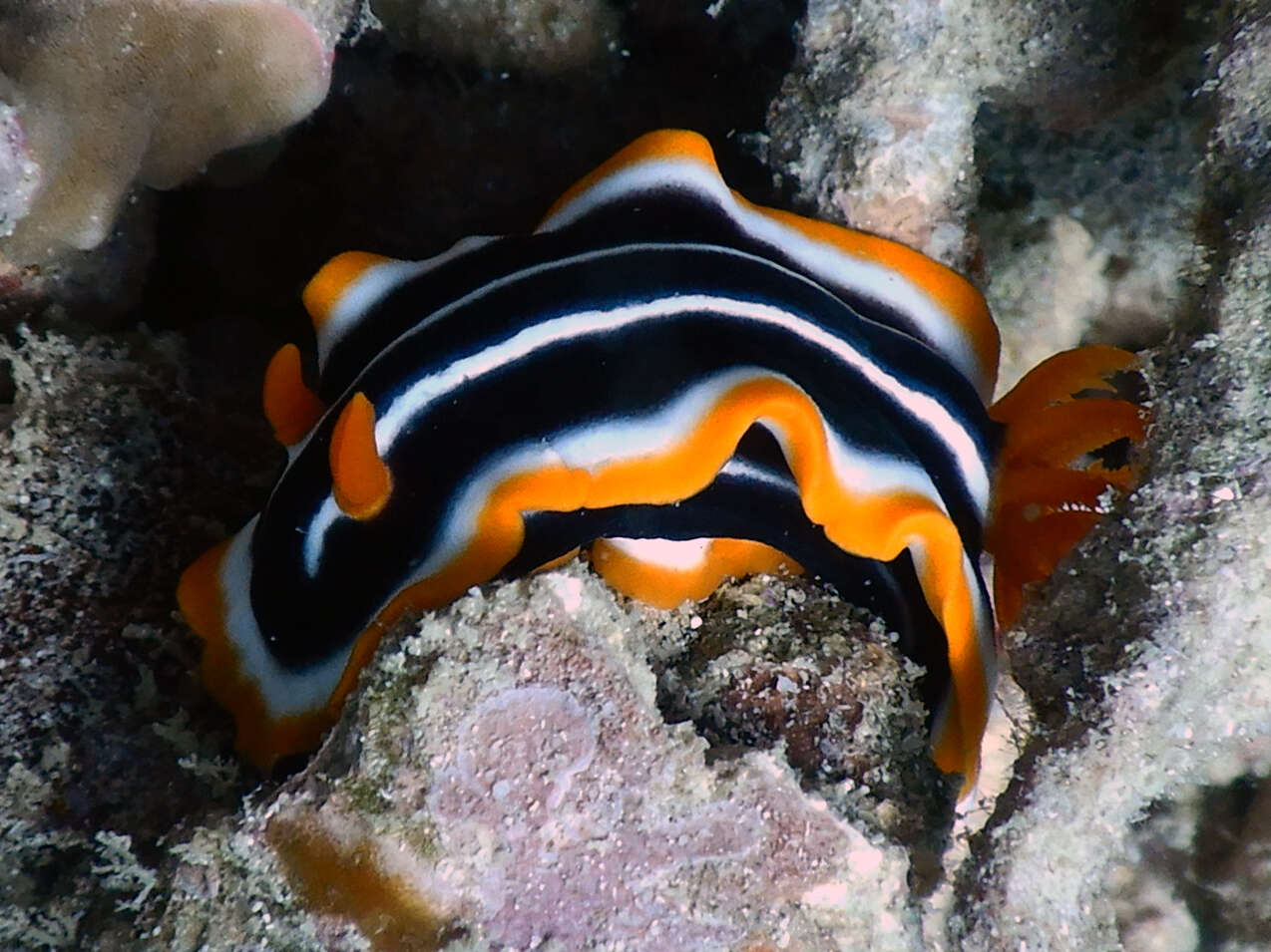 Image of Chromodoris africana Eliot 1904