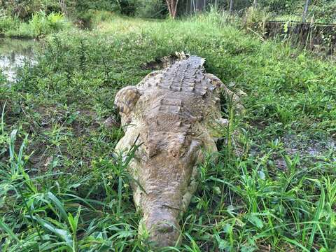 Image of Orinoco Crocodile