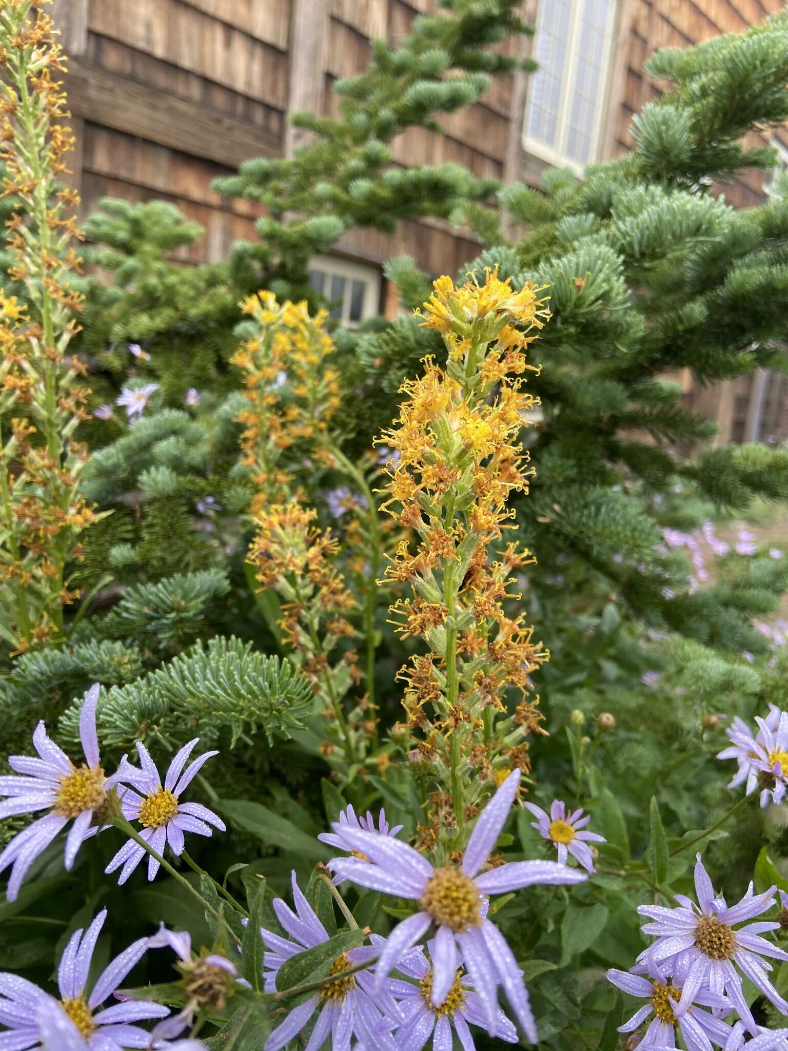 Image de Rainiera stricta (Greene) Greene