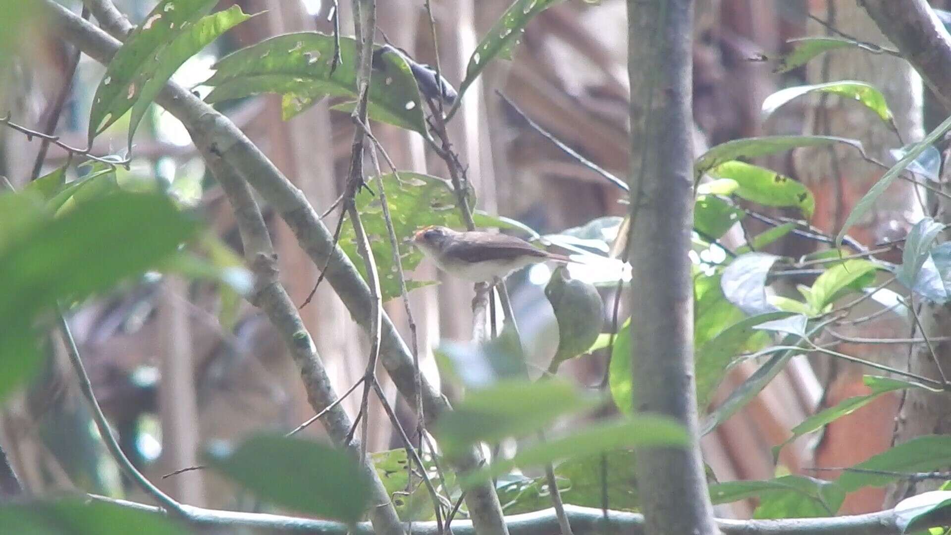 樹鶥屬的圖片