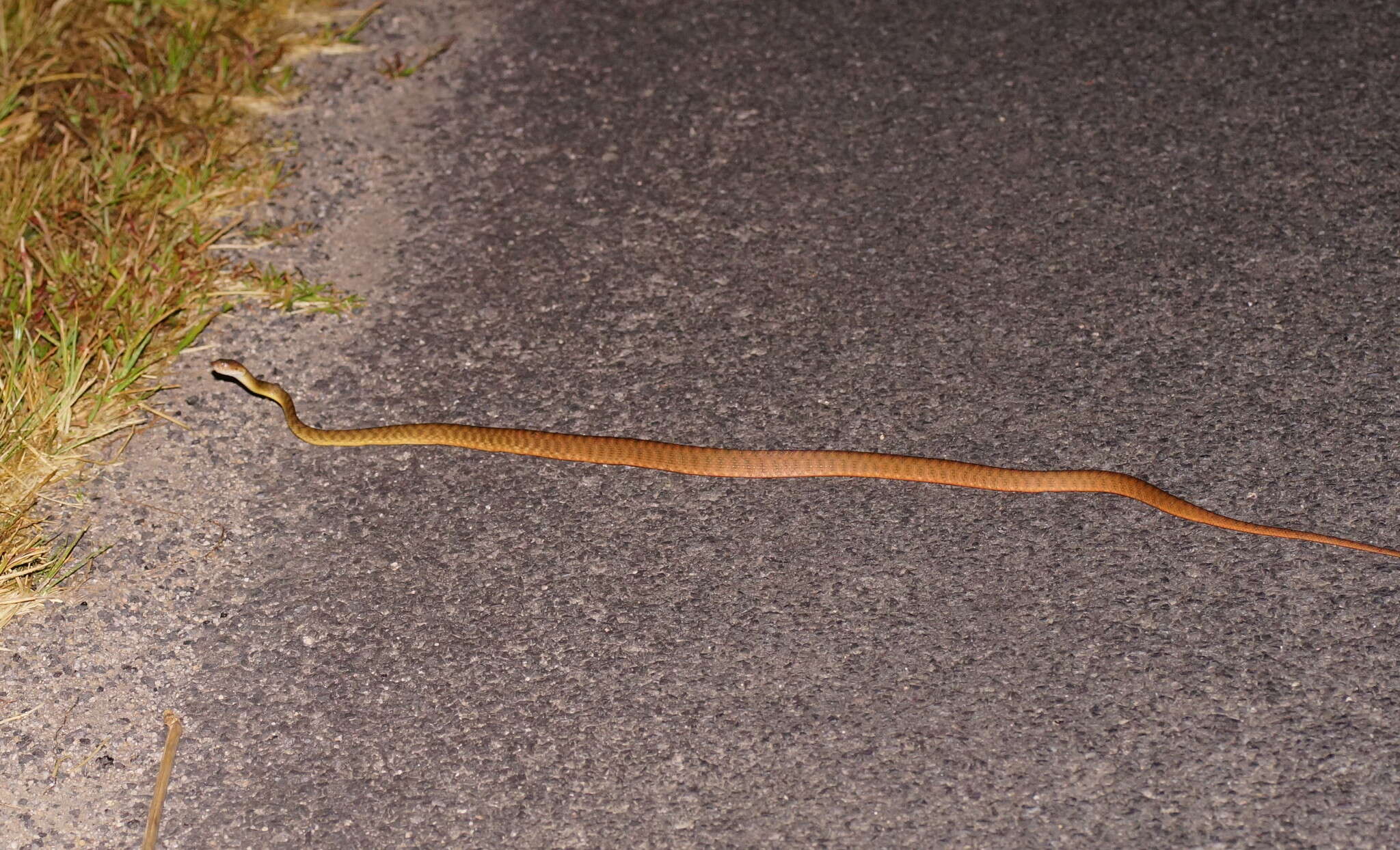 Image of Brown tree snake