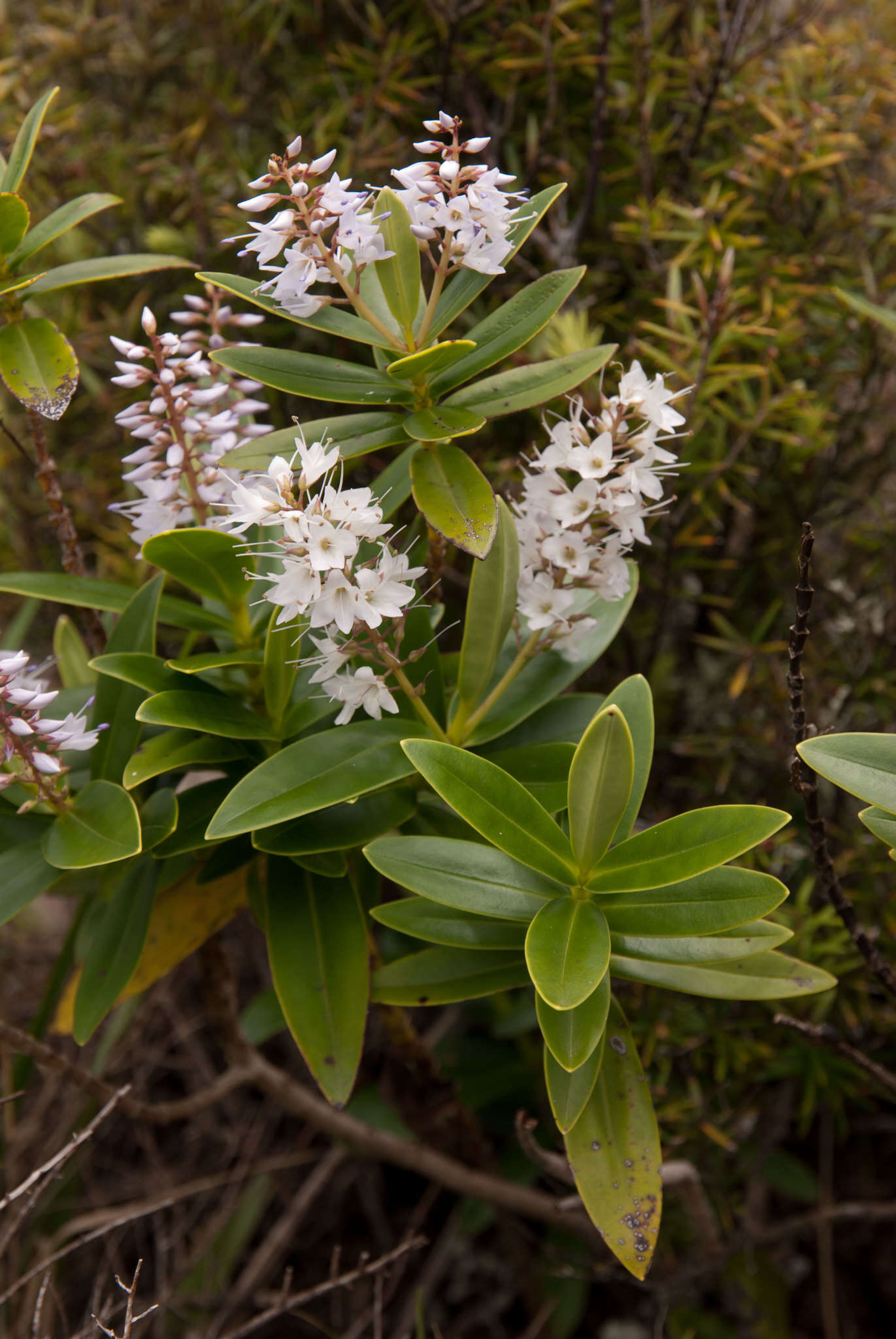 Image of Veronica saxicola (de Lange) Heenan