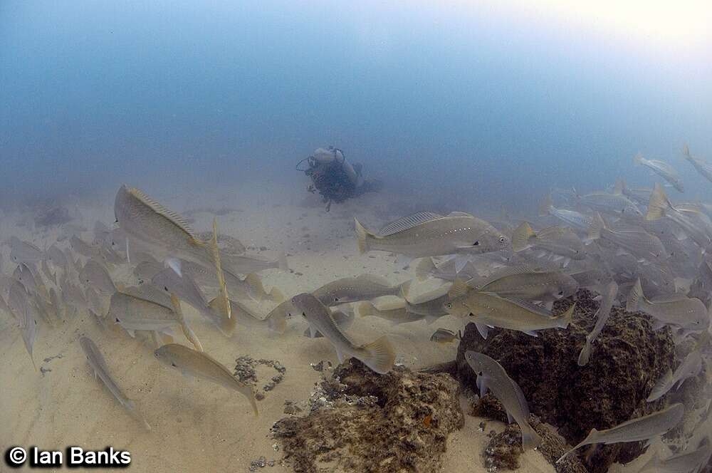 Image of Argyrosomus hololepidotus