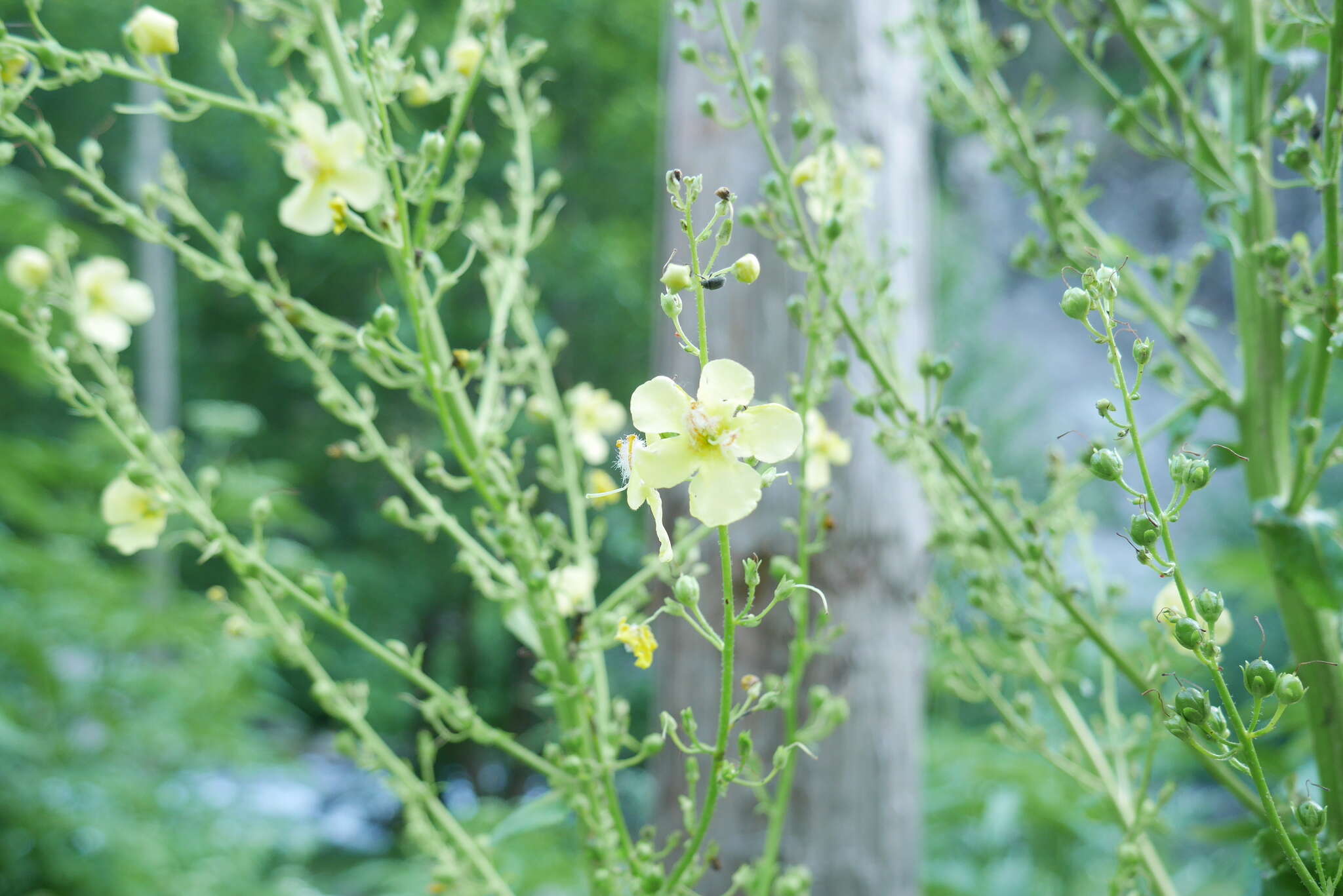 Image of Verbascum gracilescens Hub.-Mor.