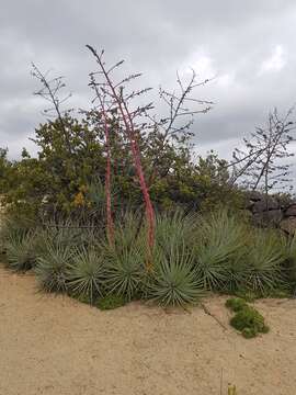 Image of Puya coerulea Lindl.