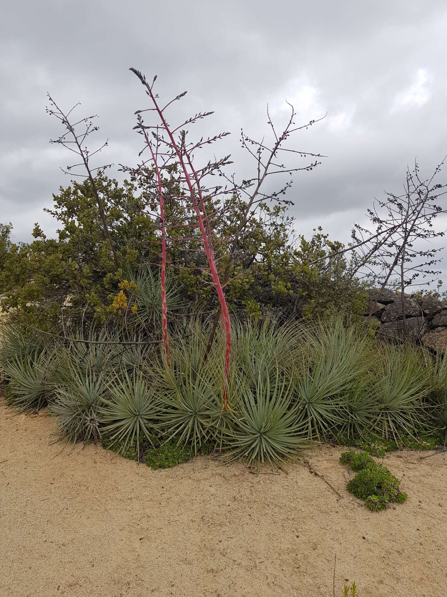 Image of Puya coerulea Lindl.