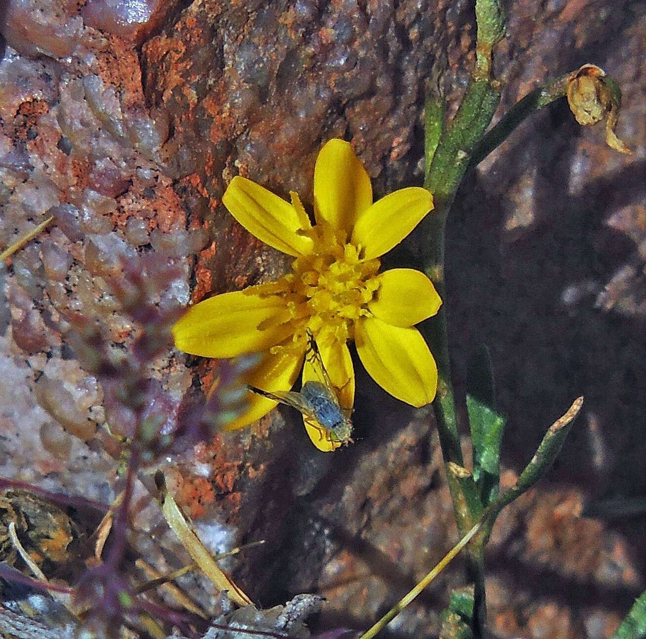Image of Gutierrezia mandonii (Sch. Bip.) Solbrig