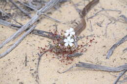 Image de Drosera stolonifera subsp. humilis (Planch.) N. Marchant