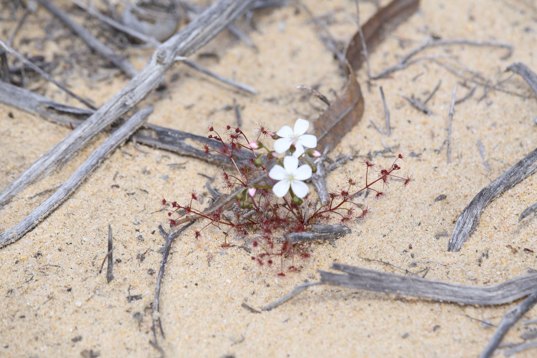 Image de Drosera stolonifera subsp. humilis (Planch.) N. Marchant