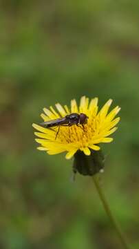 Image of Platycheirus fenestrata (Macquart 1842)