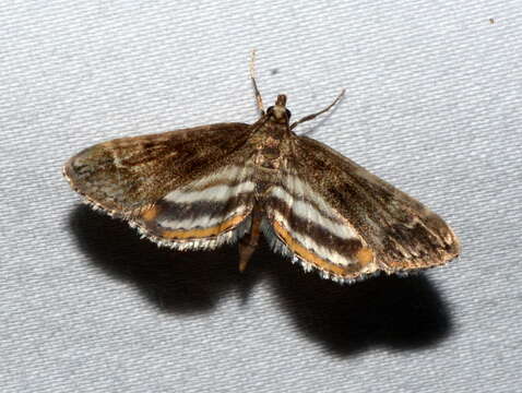 Image of Obscure Pondweed Moth