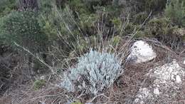 Image of Lavandula lanata Boiss.