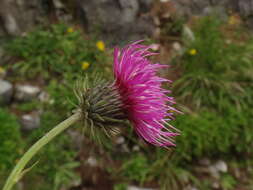 Image of Carduus defloratus subsp. defloratus