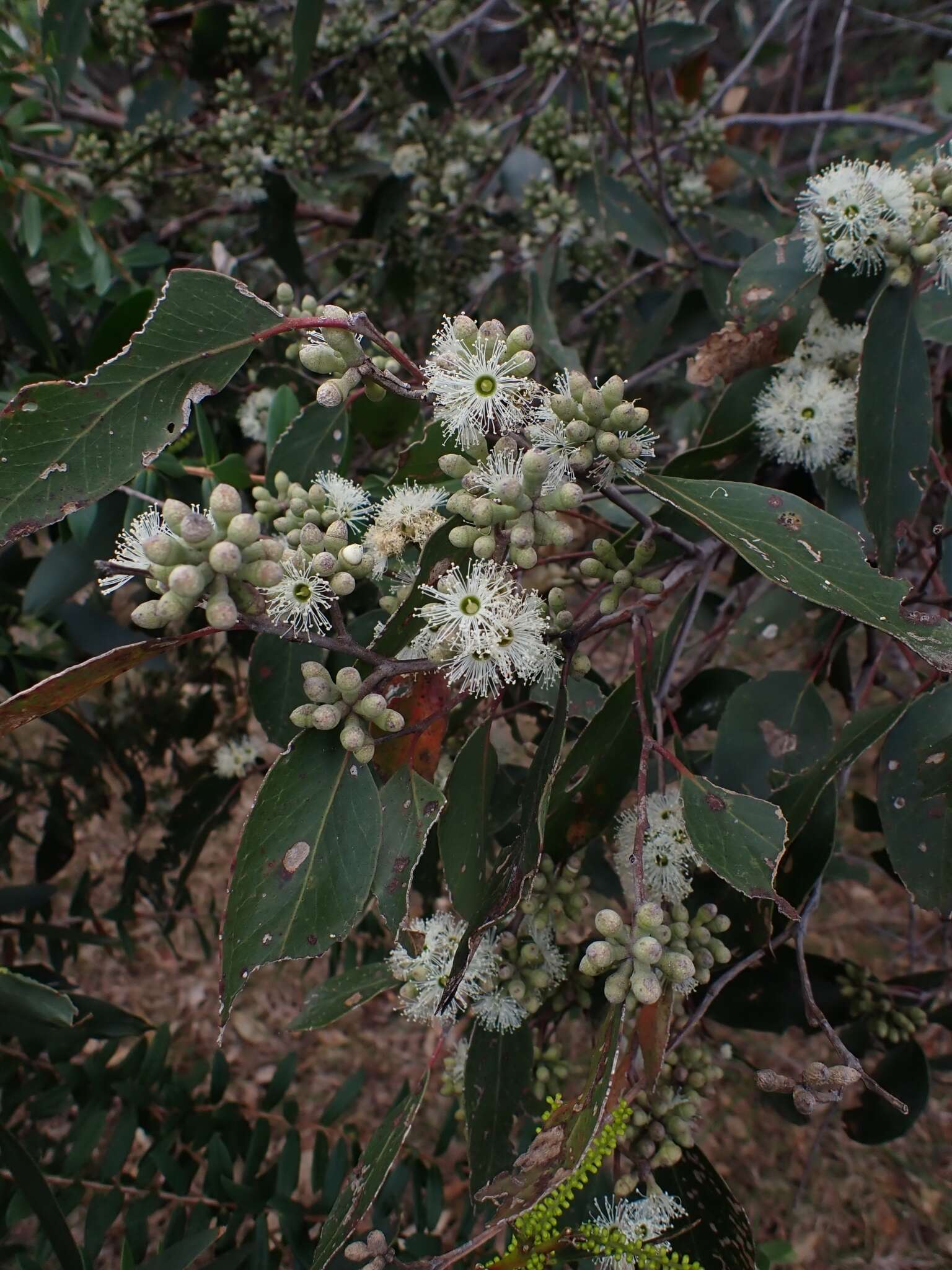 Image of Eucalyptus globoidea Blakely