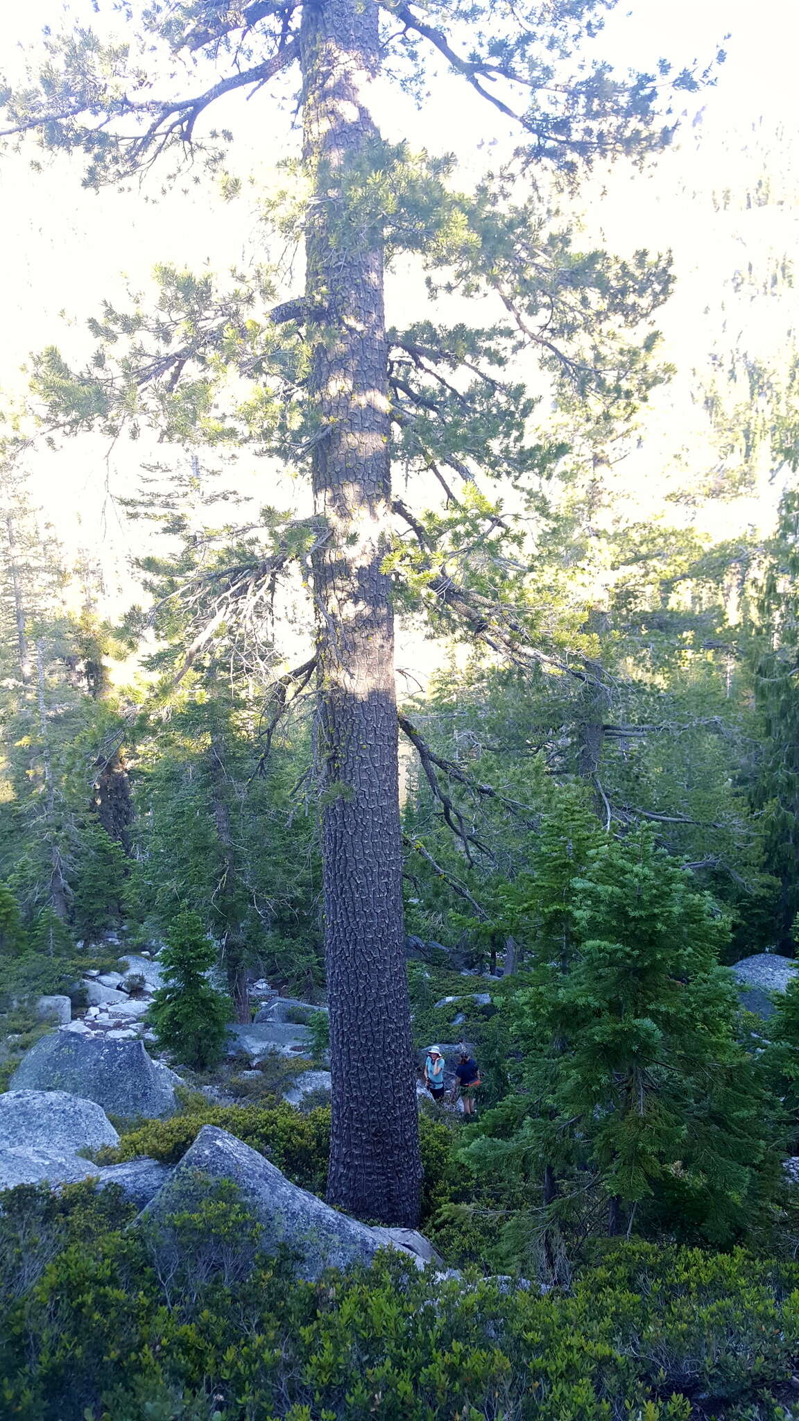 Image of western white pine