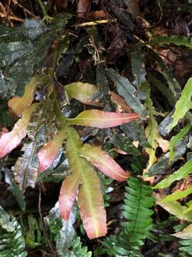 Image of Austroblechnum patersonii subsp. queenslandicum (T. C. Chambers & P. A. Farrant) Gasper & V. A. O. Dittrich