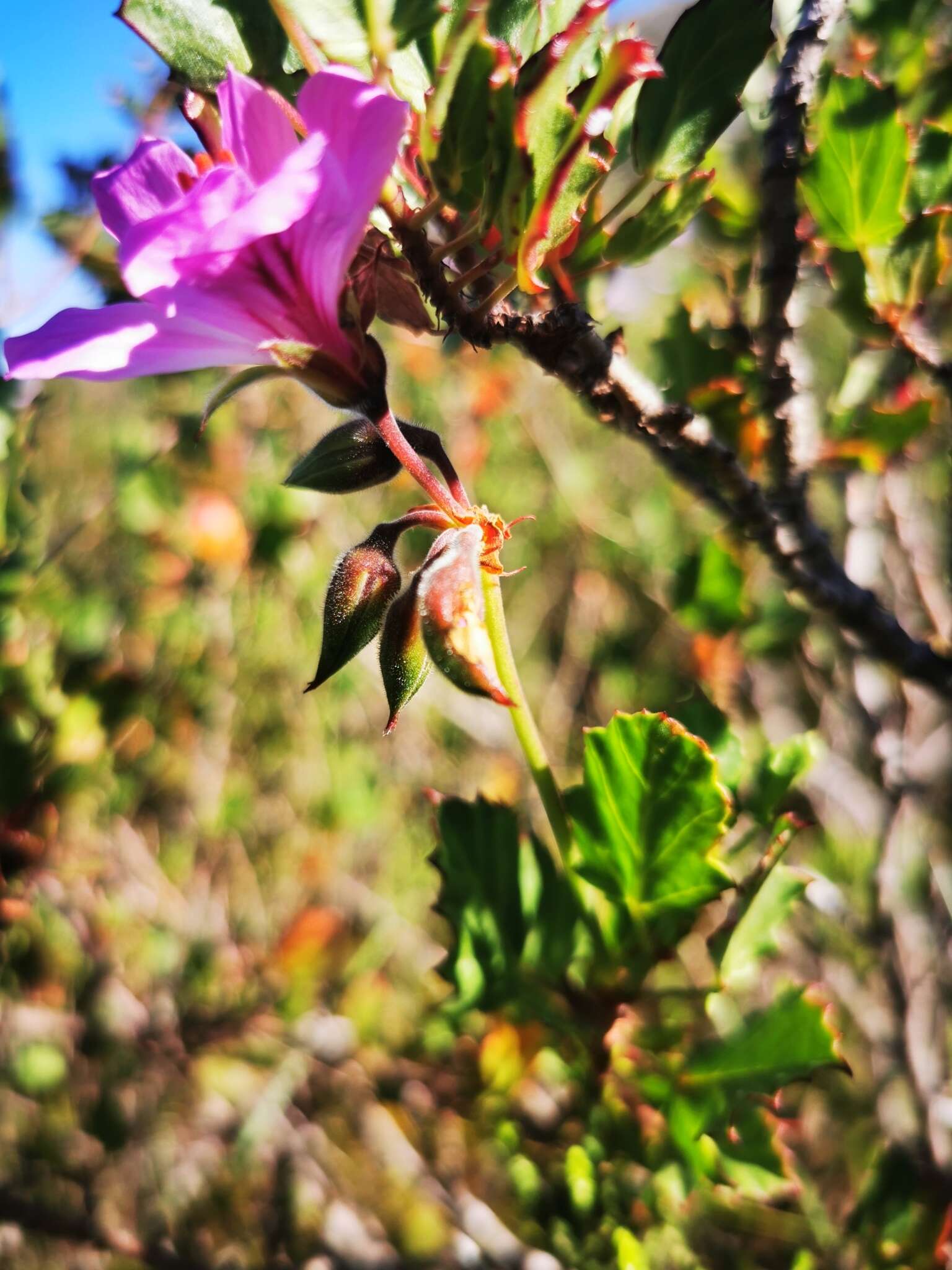 Image of Pelargonium elegans (Andr.) Willd.