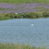 Image de Avocette à tête noire