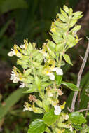 Image of yellow germander