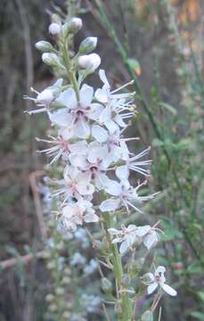 Lysimachia ephemerum L. resmi