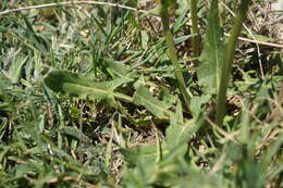 Image of Rumex tuberosus L.