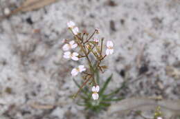 Image of Stylidium rigidulum Sond.