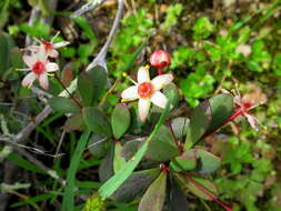 Image of Putterlickia pyracantha (L.) Szyszylowicz