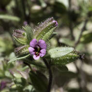 Image of Rattan's monkeyflower