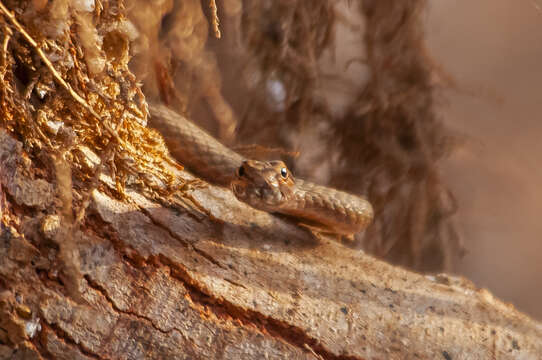 Image of Saharan Sand Snake