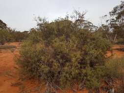 Acacia colletioides Benth. resmi