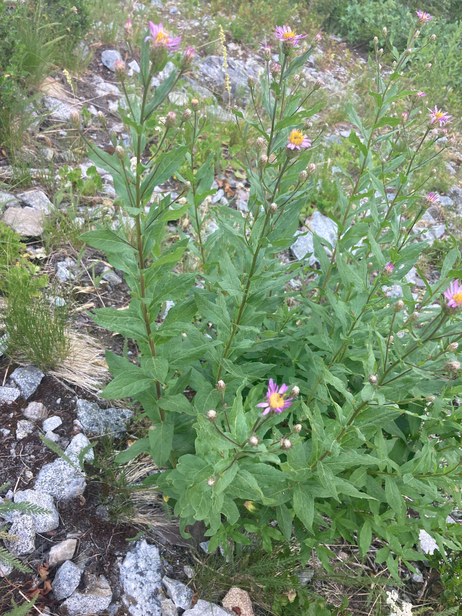 Image of Engelmann's aster