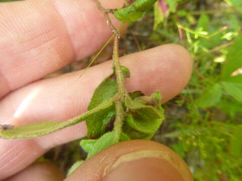 Image of Carolina frostweed