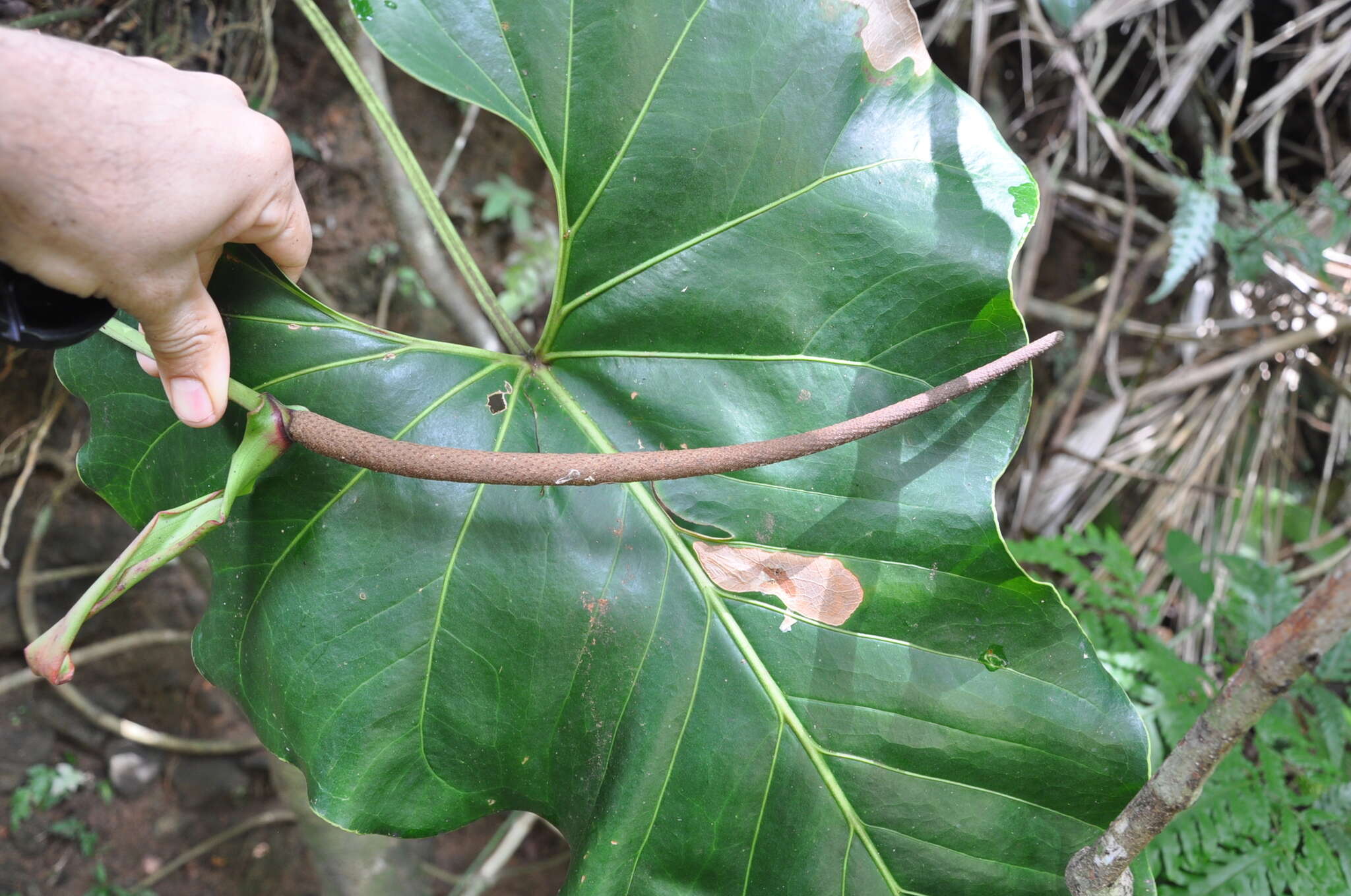 Image of Anthurium brownii Mast.