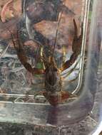 Image of Procambarus litosternum Hobbs 1947
